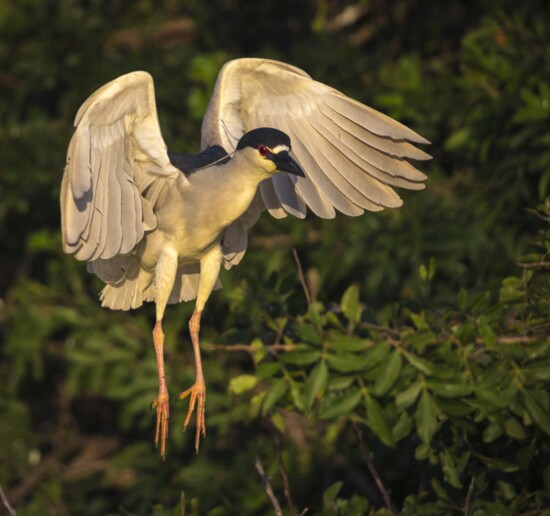 Black crowned night heron in flight