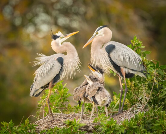 Bird family forming a triangle of love.