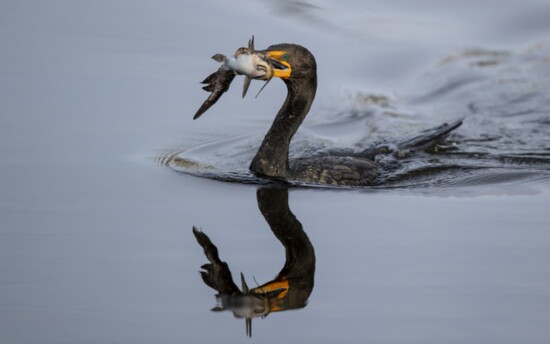 Cormorant catches a catfish at the Venice Rookery.