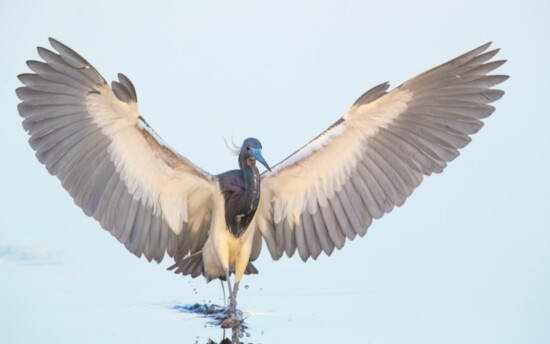 Tricolored heron touches down on the water.