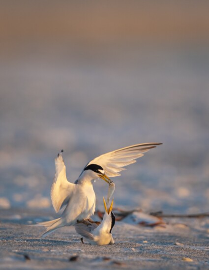 Whole least terns share mating gift on the shore. 