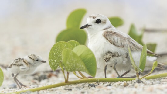 Snowy plover is taking care of her chicks.