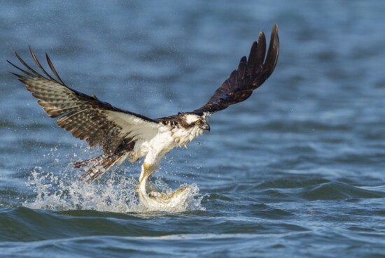 A majestic osprey catches a trout.