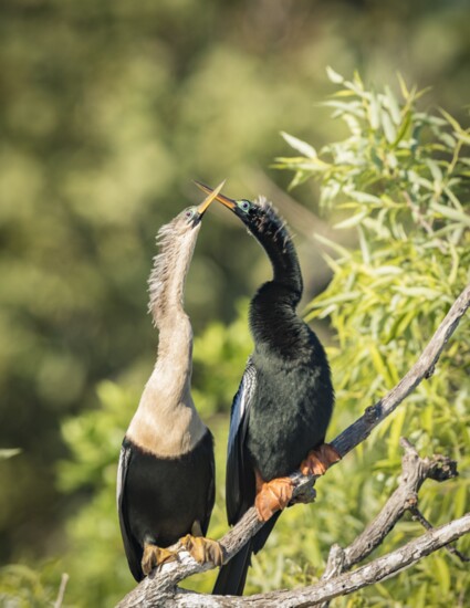 A pair of anhingas kissing.