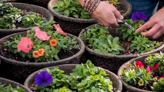 The Pine Lane Nursery team plants hanging pots in mid-February.