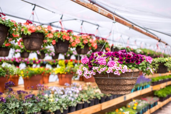 Pine Lane Nursery is known for its lush hanging baskets.