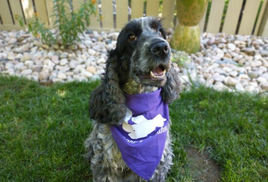 Caring Canine therapy dog, Kiki.