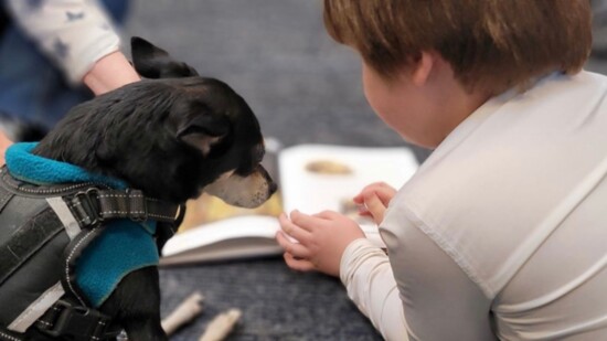 A student reading with a Caring Canine therapy dog.