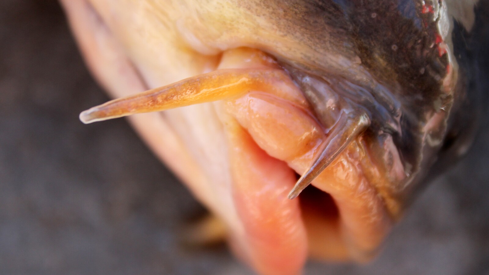 These Kansas fish may be dangerous to eat