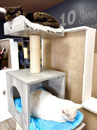 Caf Cat Cat Café Magic