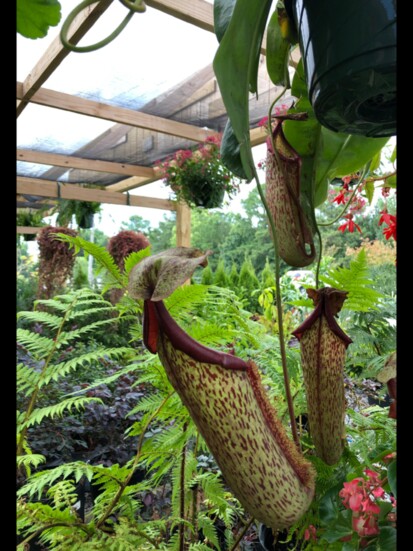 Find exotics like this tropical pitcher plant. 