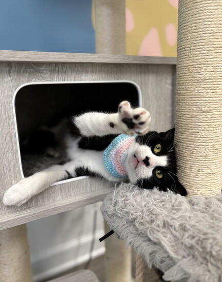 A playful feline high diving