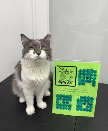 An adorable cat minding the store