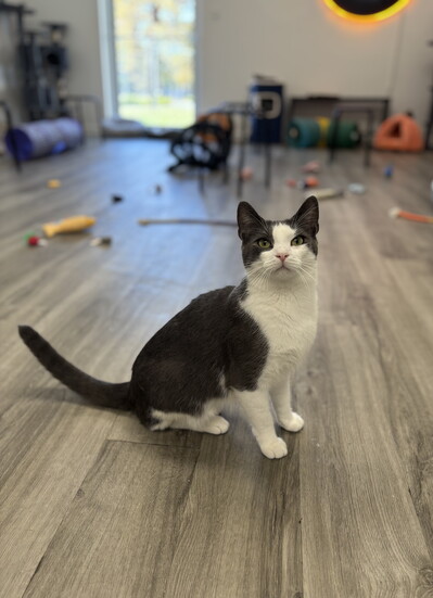 Hanging out at Catsbury