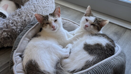 Two kittens are better than one