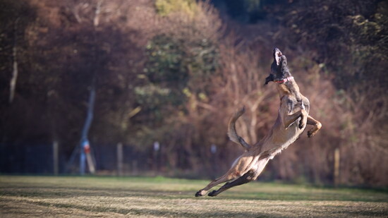 A Belgian Malinois leaps midair to catch a toy during advanced off leash training at Sit Means Sit in Conroe.