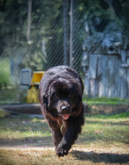 A well-trained Newfoundland walks calmly toward trainer Aaron Tolman during an off leash session at Sit Means Sit in Conroe.
