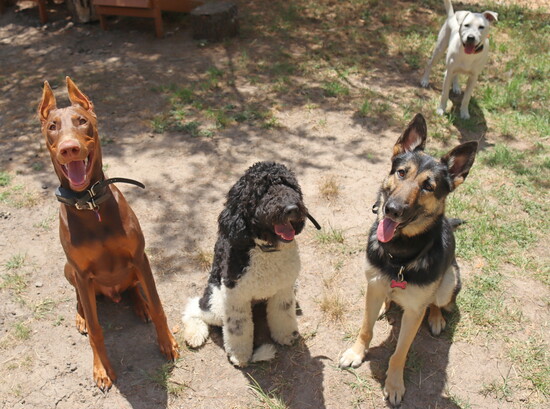 Three happy dogs waiting for their next command.