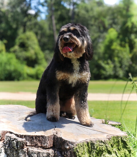A happy dog practices calm focus during an outdoor training session at Sit Means Sit in Conroe.