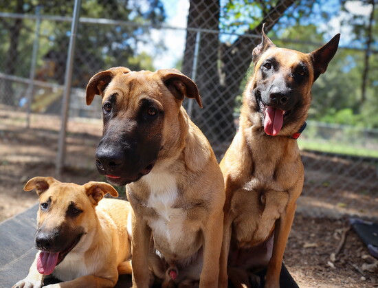 Three well-trained dogs rest together after completing obedience exercises at Sit Means Sit in Conroe.