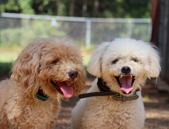 Two small dogs enjoy a break between training sessions at Sit Means Sit in Conroe.