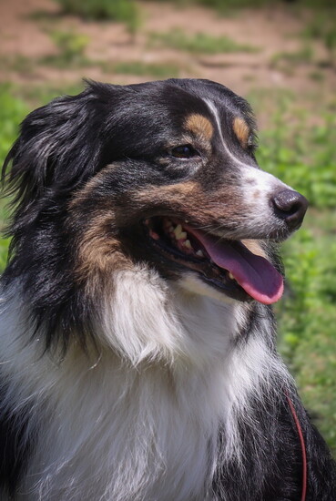 An Australian Shepherd focuses during an outdoor obedience drill at Sit Means Sit in Conroe.
