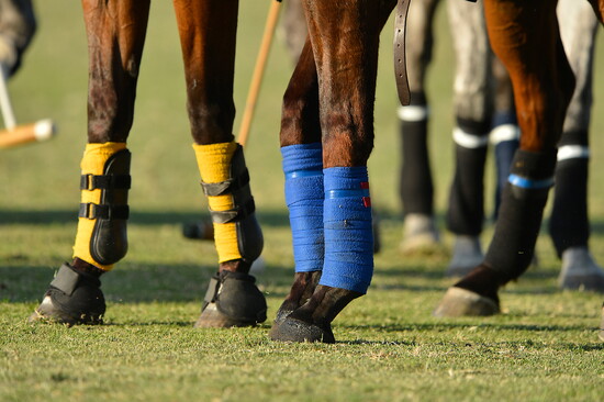 Polo horses.