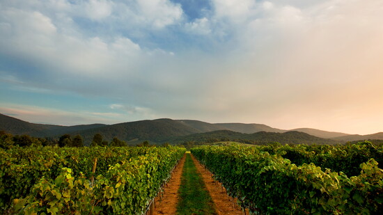 King Family Vineyards. Photo credit: Aaron Watson