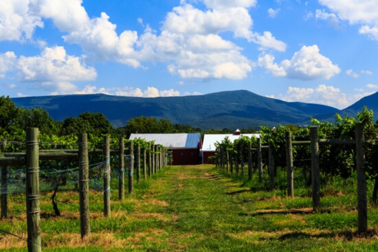 Vineyard in Virginia.