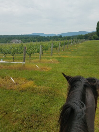 Vineyard tour with Indian Summer Guide Service. Photo Credit: Jennifer Waldera 