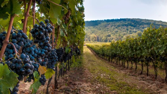 Vineyard in Virginia.