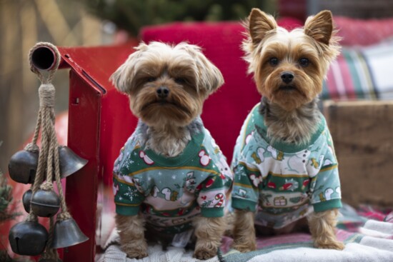 Dapper Doggies