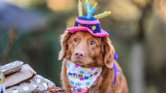Celebrate Your Pup's Special Day 