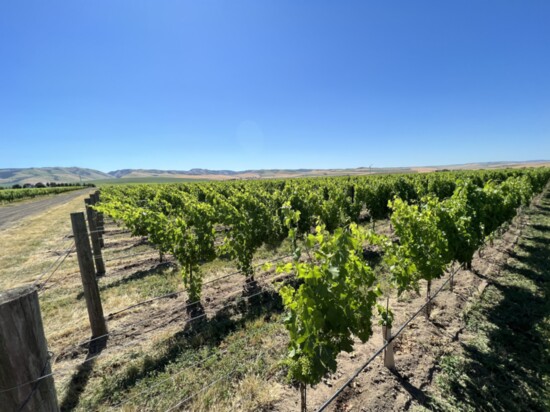 The Les Collines Vineyard provides grapes that grow up in the shadow of the Blues. 