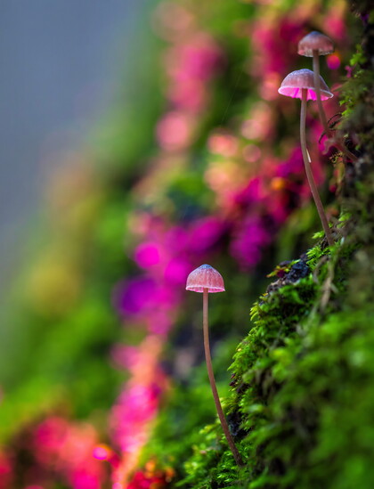 Mycelium