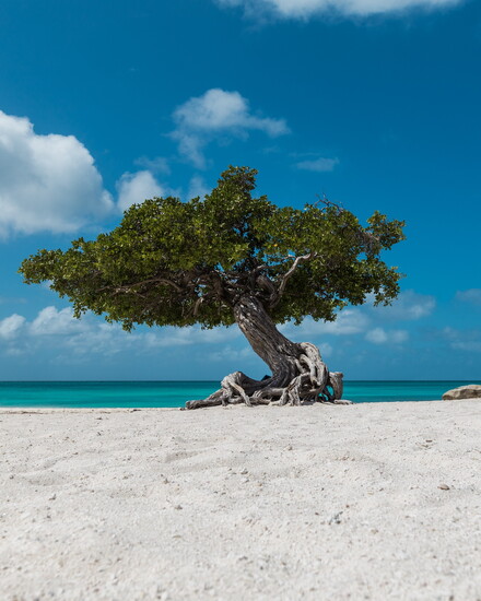 Aruba’s iconic Fofoti tree twists toward the sea, shaped by trade winds along Eagle Beach.
