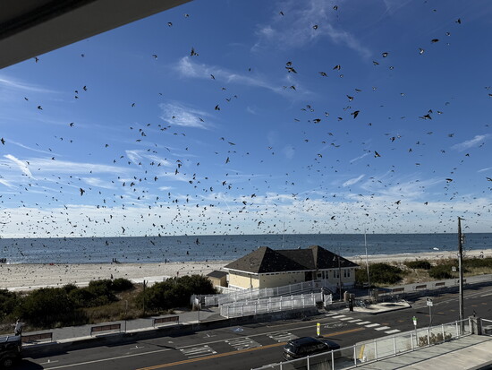 The birds love the Southern tip of New Jersey