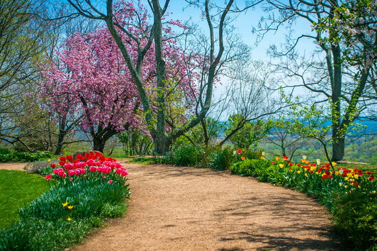 Tulips growing on a path at Monticello.