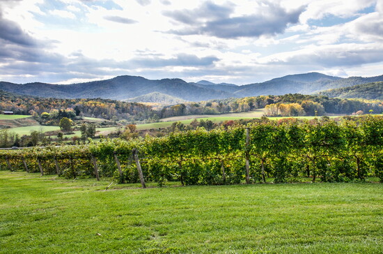 Virginia vineyard.