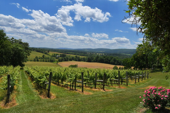 Virginia vineyard.