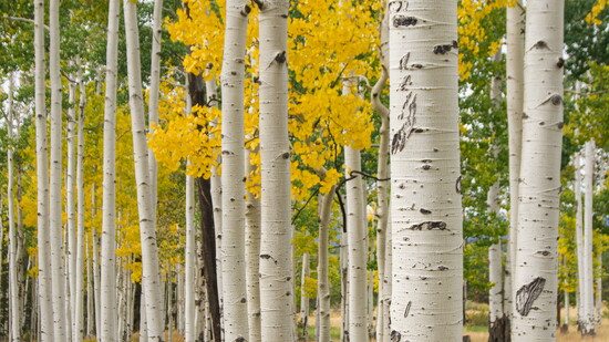 Featured image for FALL, FLAGSTAFF STYLE