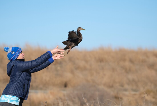 Chesapeake Conservation and Climate Corps member releasing wildlife life with the U.S. Fish and Wildlife Services.