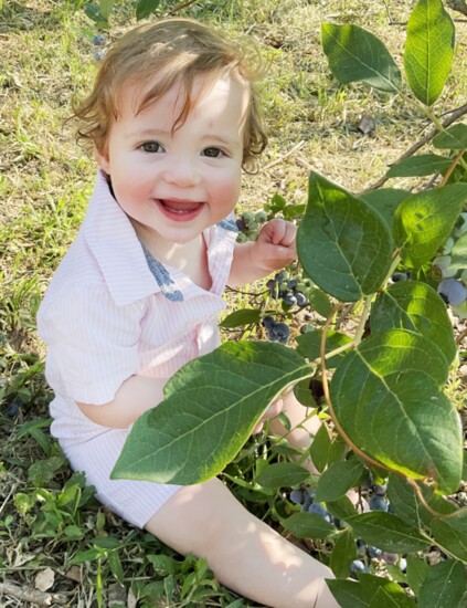 Baby Max Picking Blueberries