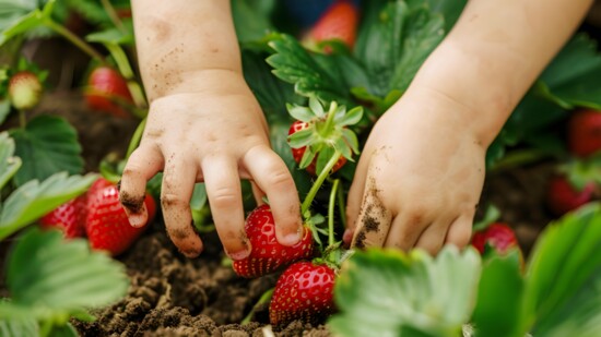 Pick Your Own Straberries!