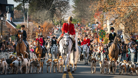 A spectacular sight! Nothing is more Middleburg than the traditional Fox Hunt riders and their magnificent hounds parading through town.