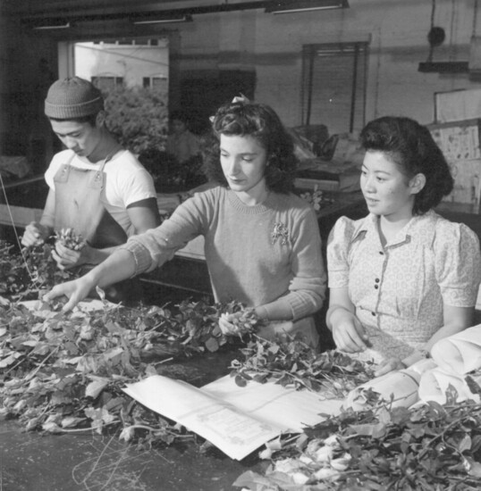 Perry Miyake, June Daunt and Toshiko Minami work in the sorting room in the Spring of 1944.