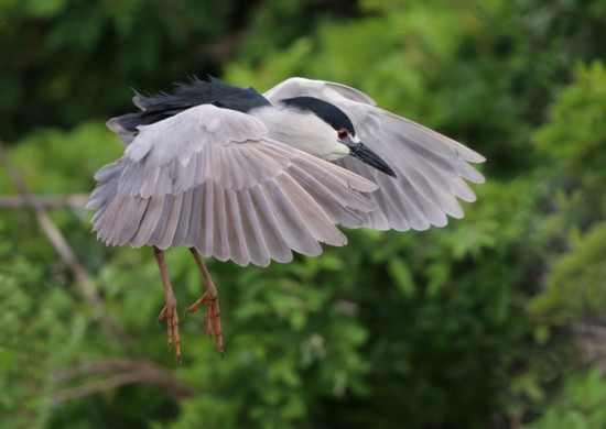 A black-crowned night heron.