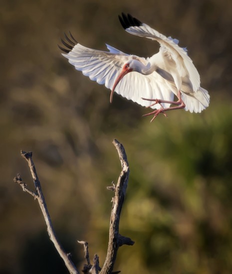 An ibis comes in for a landing.