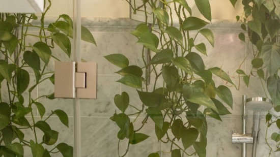 Pothos and philodendron tolerate the lower light and fluctuations in temperature found in many showers.