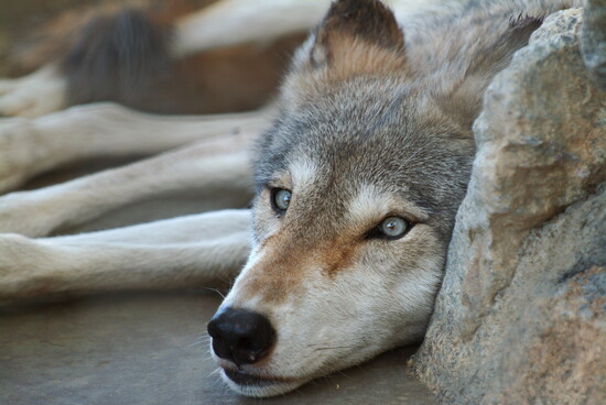 Folsom Zoo Sanctuary